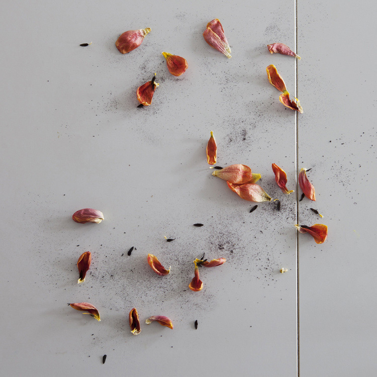 Vanitas (Tulips) 2012 artwork
