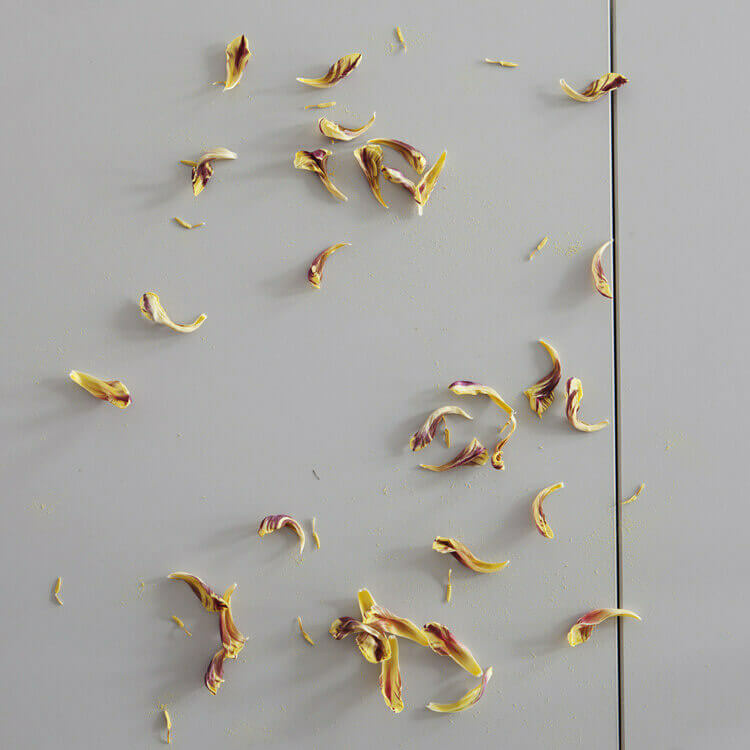 Vanitas (Tulips) 2012 artwork