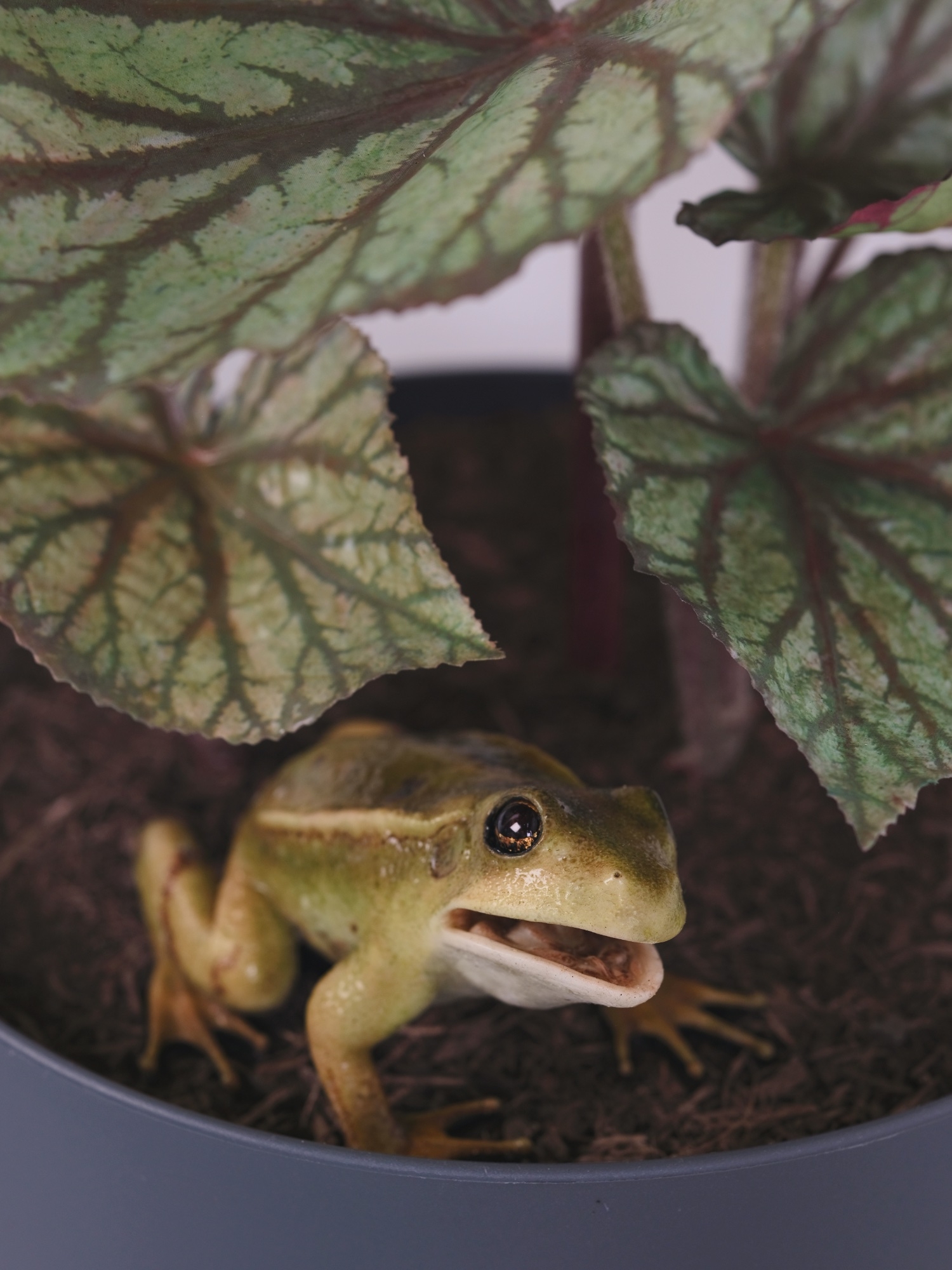 You Complete Me, or I see things you can’t see (A Frog's Tale), 2025
