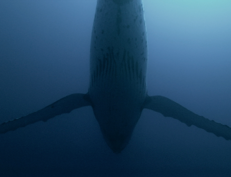 ‘Vertigo Sea’ by John Akomfrah featured in the Aichi Triennale, Nagoya, Japan