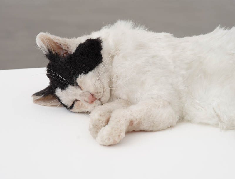 'Ryan Gander: I’ve Fallen Foul of My Desire' at Camden Arts Projects, London, United Kingdom