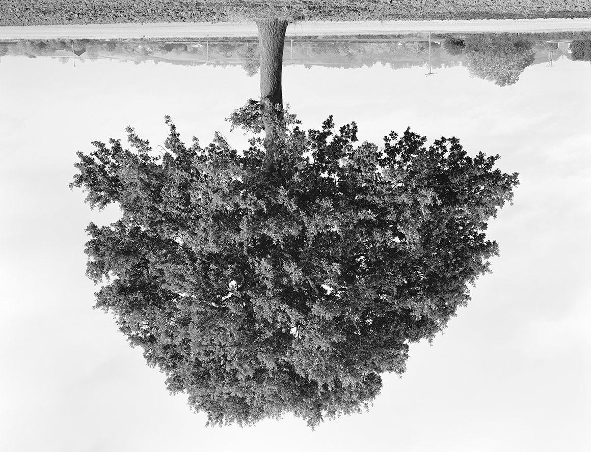 Max Porter Book Launch for 'Rodney Graham: Trees', Lisson Gallery, London, 19 February