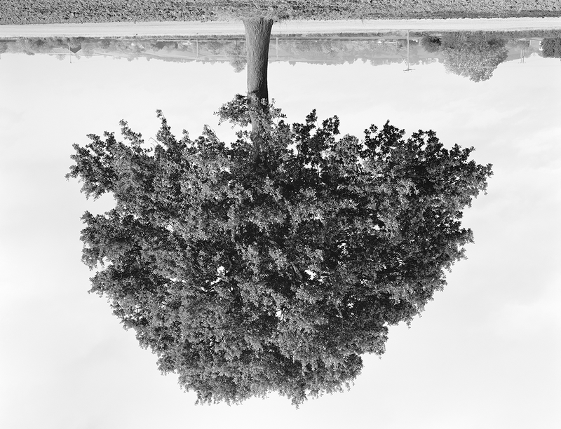 Max Porter Book Launch for 'Rodney Graham: Trees', Lisson Gallery, London, 19 February