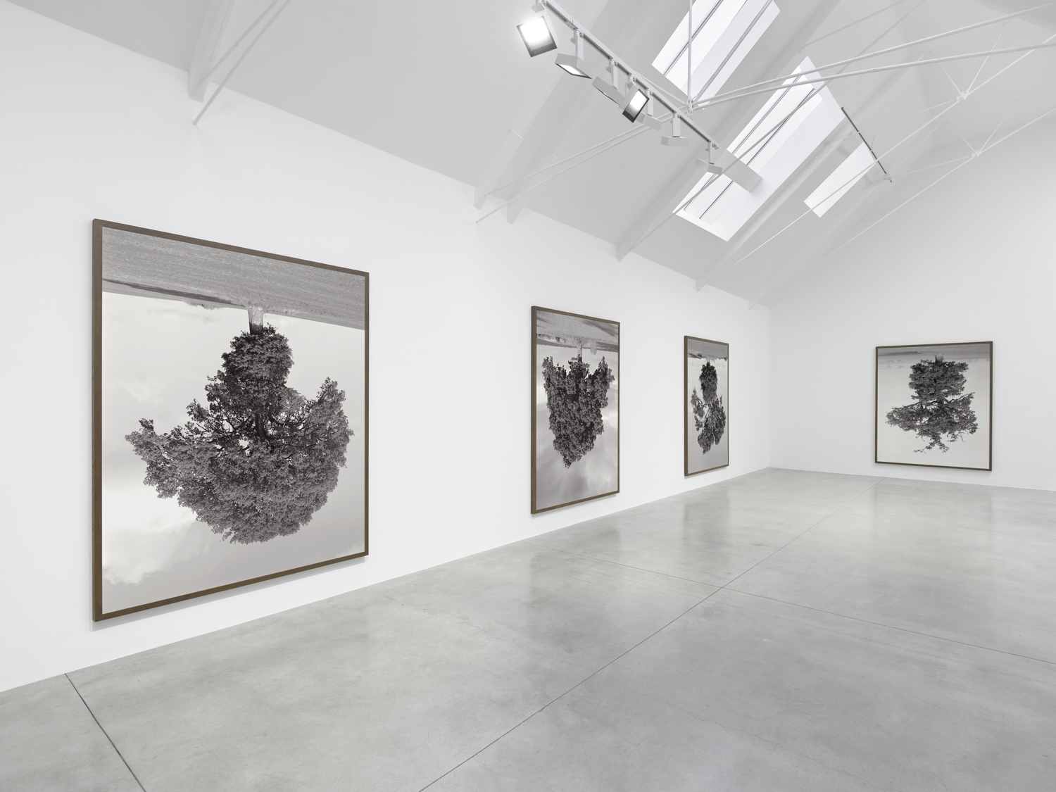 Rodney Graham: Who does not love a tree? artwork