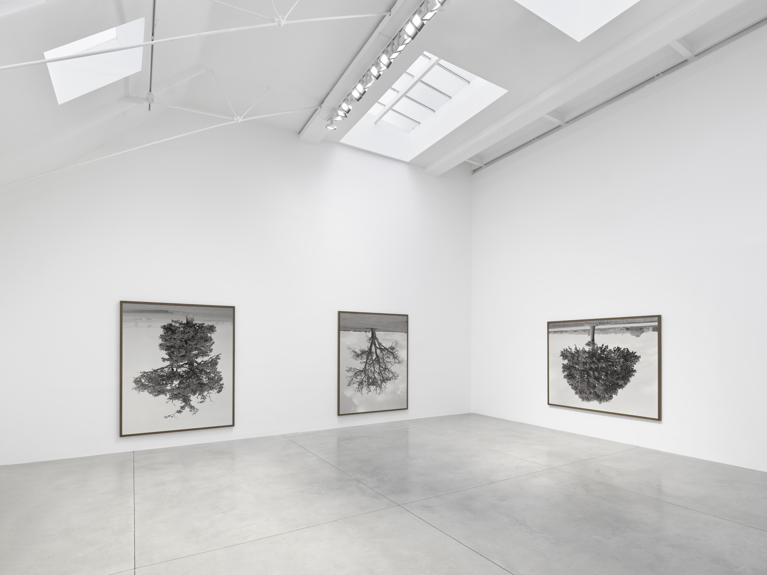 Rodney Graham: Who does not love a tree? artwork