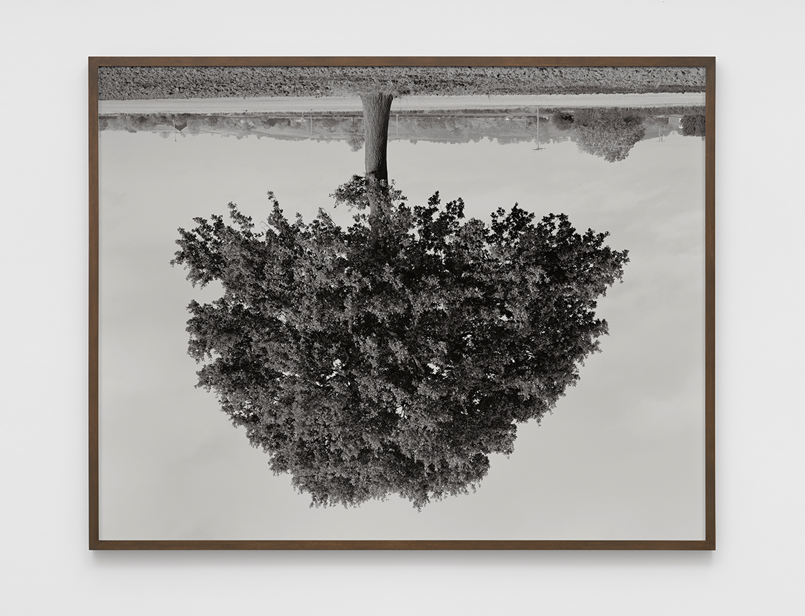 The grid: Rodney Graham’s inverted trees – The Observer