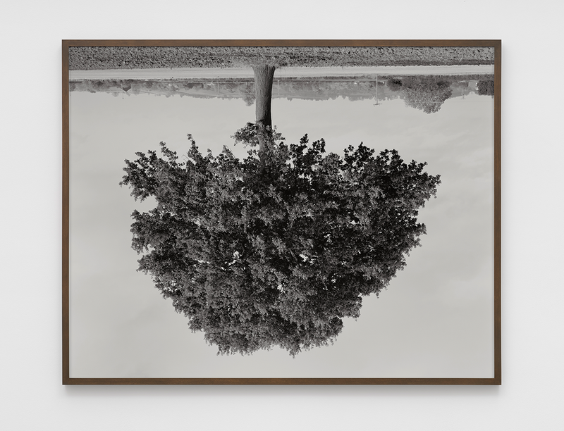 The grid: Rodney Graham’s inverted trees – The Observer